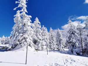 ピラタス蓼科スノーリゾートの樹氷